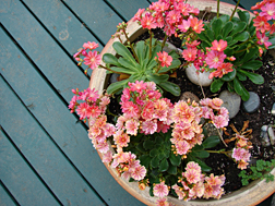 may16_09_flower