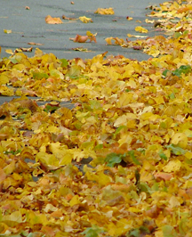oct26_09_leaves